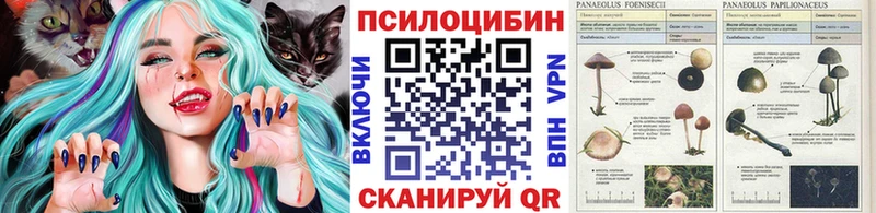 сколько стоит  Саров  Псилоцибиновые грибы Psilocybe 